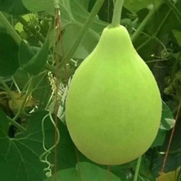 “JD Son Seeds Company” 10 Seeds Pack Giant Bottle Gourd Seed by JD