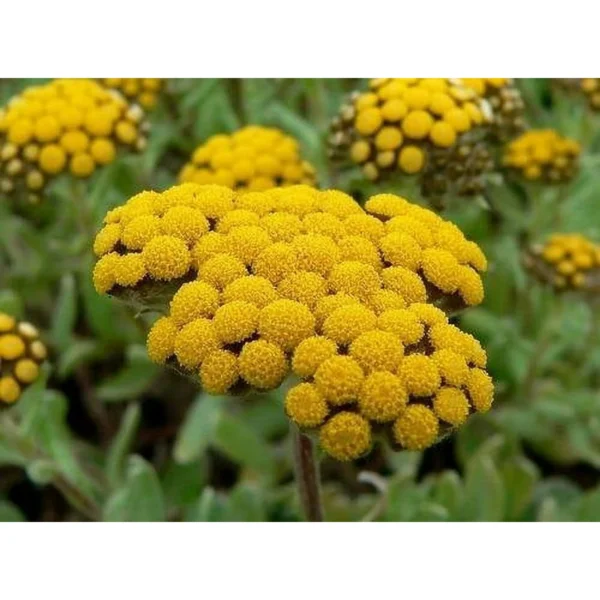 “JD Son Seeds Company” helichrysum Flower seeds ( Aprx 100 seeds )