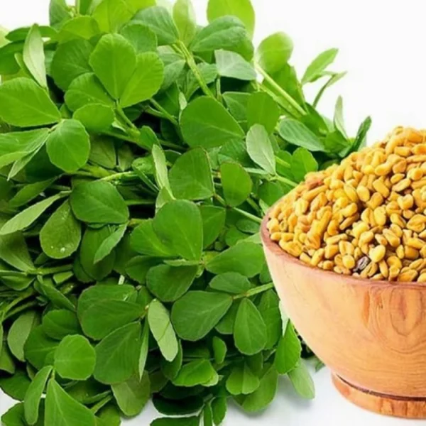 “JD Son Seeds Company” 150-200 Seeds Pack Fenugreek Seeds for Planting for garden / yard , Best for gifting to your loved one