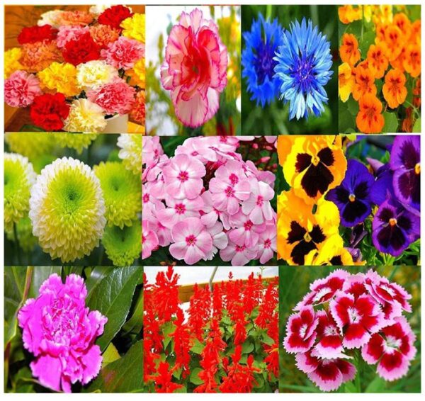 “JD Son Seeds Company” 20 Flowers Seeds Variety Combo for Winter Season/ Fresh Seeds / 100% Genuine / 80+ Germination Rate by JD