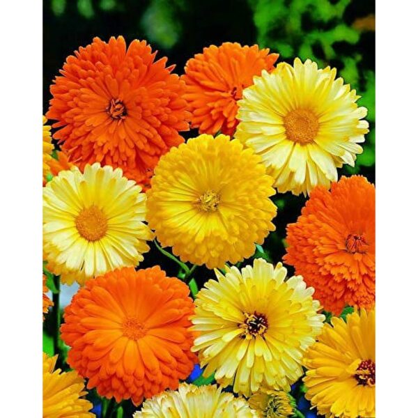 “JD Son Seeds Company” 25+ Seeds Pack Calendula Mix Flower Annual Beautiful Outdoor Garden Cut Organic Canadian Seeds