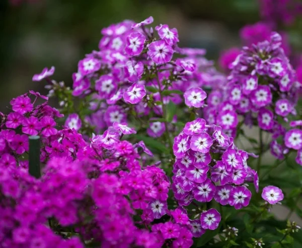 “JD Son Seeds Company” 50+ Seeds Phlox Drummond Mix Outdoor Annual Garden Cut Flower for Planting