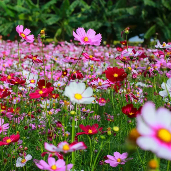 “JD Son Seeds Company” 30+ Seeds Crazy for Cosmos(Cosmos bipinnate) Non-GMO-Cosmos Flower Seed Mix Bulk Package of 30 Seeds