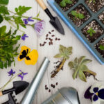 The Gardener’s Palette: Exploring Diversity with Flower Seeds