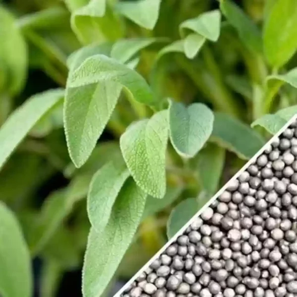 “JD SON SEEDS COMPANY” Sage Broad Leaved Herb Seeds: Cultivate the Rich Flavor of Broad Leaved Sage”