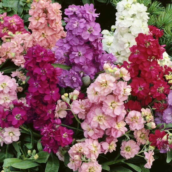 “JD Son Seeds Company” Stock Mattiola (Matthiola Mix) 50+Seeds Ruby Annual Outdoor Garden Cut Flower for Planting