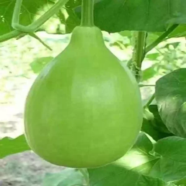 “JD Son Seeds Company” 15 Seeds Apple Gourd Seeds Organic Bottle Melon Vine Sweet Vegetables Fresh Premium Plants Seeds for Planting Garden Outdoor