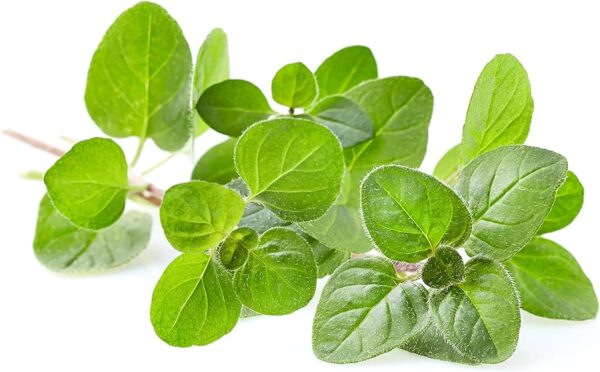 “JD SON SEEDS COMPANY” Oregano Italian Herb Seeds: A Taste of the Mediterranean in Your Garden”