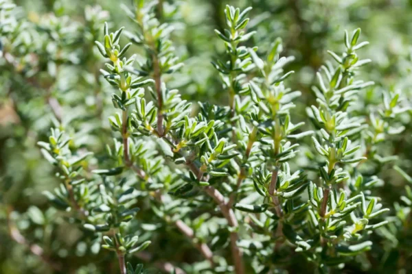 “JD SON SEEDS COMPANY” Thyme Winter Herb Seeds: A Flavorful Addition to Your Herb Garden”