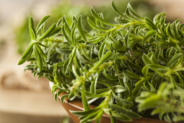 “JD SON SEEDS COMPANY” Summer Savory Herb Seeds: Infuse Your Dishes with Savory Flavor”