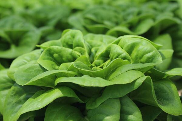 JD SON SEEDS COMPANY: Lettuce Buttercrunch Butterhead – 2280 Seeds for Fresh and Crisp Salads