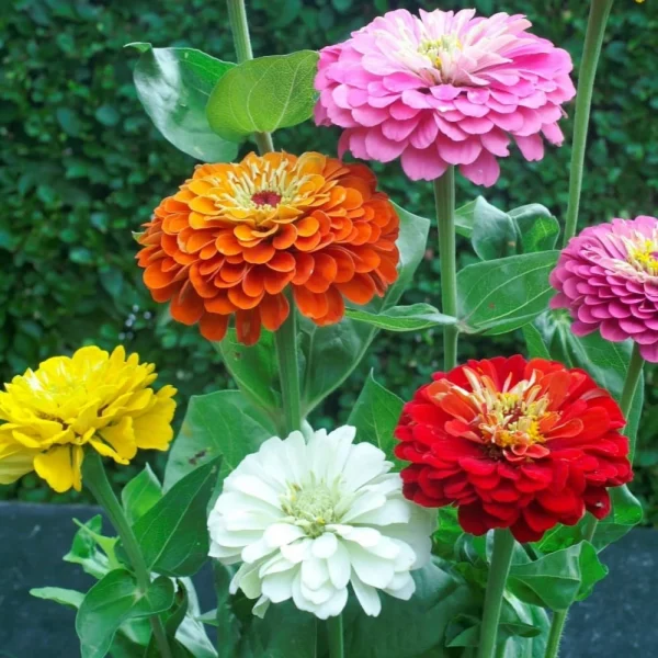 “JD Son Seeds Company” 20+ Seeds Pack Zinnia Dwarf Lilliput Mix Annual Garden Cut Flower for Planting 20+ Seeds Pack
