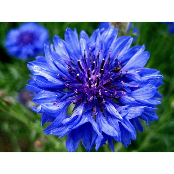“JD Son Seeds Company” 30+ Seeds Cornflower/Bachelor Button Seeds-Tall Blue Pack of 30+ Seeds