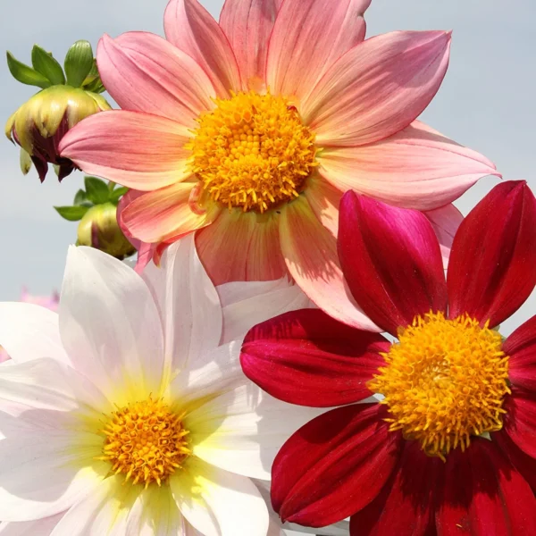 “JD Son Seeds Company” Dahlia Top Star Mix Flower Annual Beautiful Outdoor Garden Cut Organic
