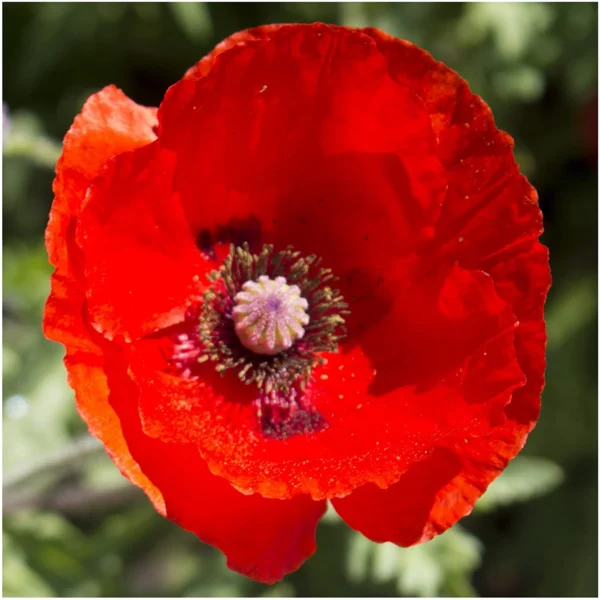 “JD Son Seeds Company” Perennial Flanders Poppy – 300+ Seeds, Bright Scarlet Blooms, Heirloom, Fresh Canadian Seed