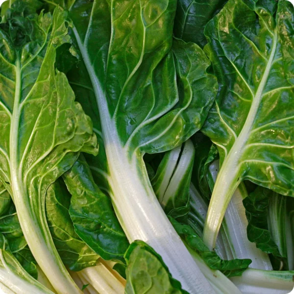 JD SON SEEDS COMPANY’s Swiss Chard Giant Fordhook: A Colorful and Nutritious Addition to Your Garden – 90 Seeds