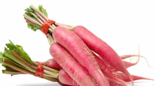 “JD Son Seeds Company” 25+ Seeds Pack Red Radish Long Seeds for Garden by JD
