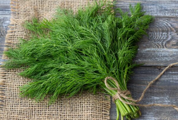 “JD SON SEEDS COMPANY” Dill Bouquet Herb Seeds: Elevate Your Culinary Adventures with Fresh Dill”