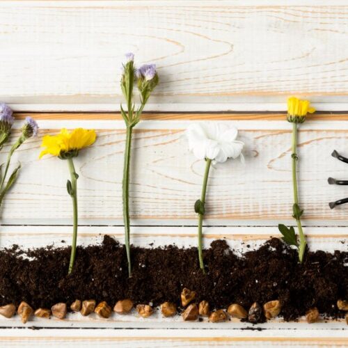 Seeds of Joy: Creating Stunning Floral Displays with Flower Seeds
