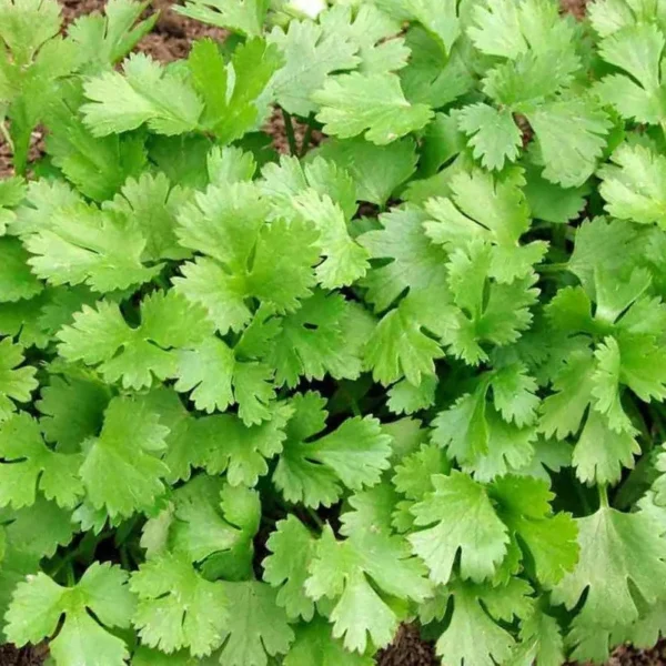 “Cilantro Slow Bolt Herb Seeds by JD SON SEEDS COMPANY: Enjoy a Steady Supply of Fresh Cilantro in Your Kitchen”