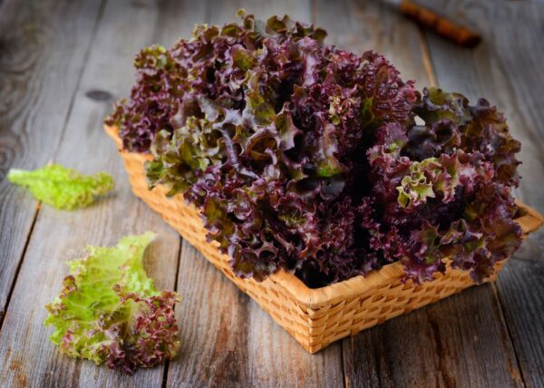 JD SON SEEDS COMPANY’s Ruby Leaf Lettuce: Abundance of Flavor – 2280 Seeds