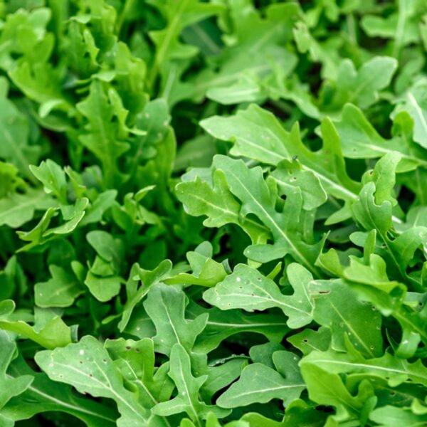 “JD SON SEEDS COMPANY” Arugula Slow Bolt Herb Seeds: Savor the Fresh, Peppery Zest in Your Salads”