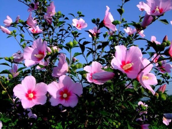 “JD Son Seeds Company” Cultivate Rose of Sharon Bliss: Planting 50 Dark Pink Hibiscus Seeds