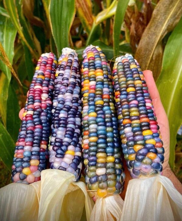 “JD Son Seeds Company” Corn Carousel Ornamental: 125 Seeds for Whimsical Gardens