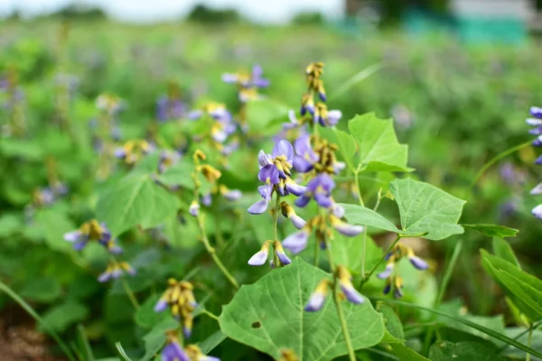 “JD Son Seeds Company” Vine to Table: Sow 25 Jicama Blue Flower Seeds for a Unique Harvest