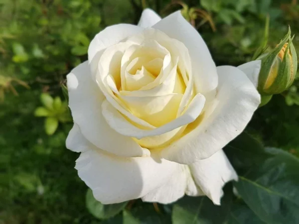 “JD Son Seeds Company” Cultivate Serene Beauty: Planting 10 White Rose Rosa Seeds
