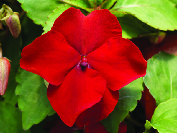 “JD Son Seeds Company” Dwarf Impatiens Delight: Enhance Your Garden with 75 Red Flower Seeds