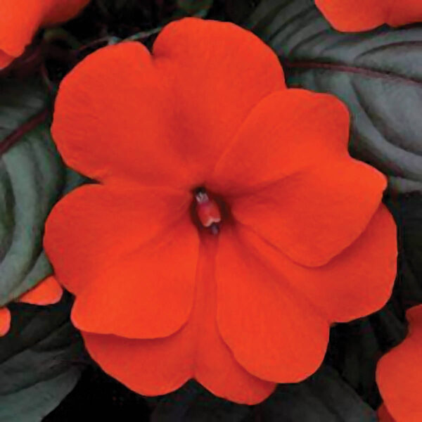 “JD Son Seeds Company” Orange Impatiens Delight: Enhance Your Garden with 100 Walleriana Flower Seeds