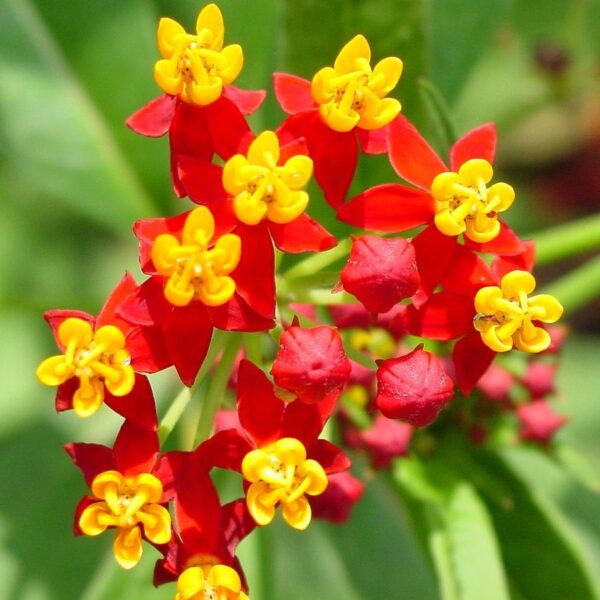 “JD Son Seeds Company” A Garden of Red and Orange Blooms: Grow with 125 Butterfly Weed Seeds