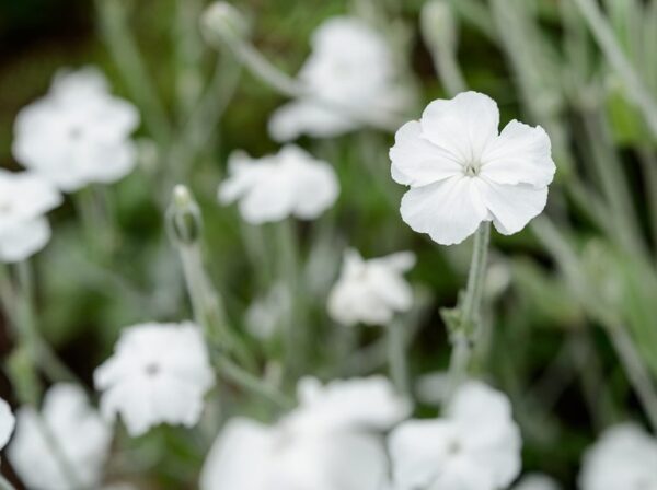 “JD Son Seeds Company” Lychnis Coronaria Alba Luminosity: Enhance Your Garden with 75 White Flower Seeds