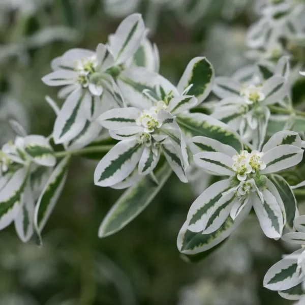 “JD Son Seeds Company” Euphorbia Marginata Marvel: 25 Snow on the Mountain Flower Seeds