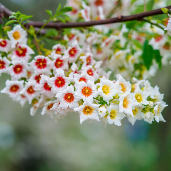“JD Son Seeds Company” Garden of Exotic Elegance: Start Your Journey with 10 Yellowhorn Tree Seeds
