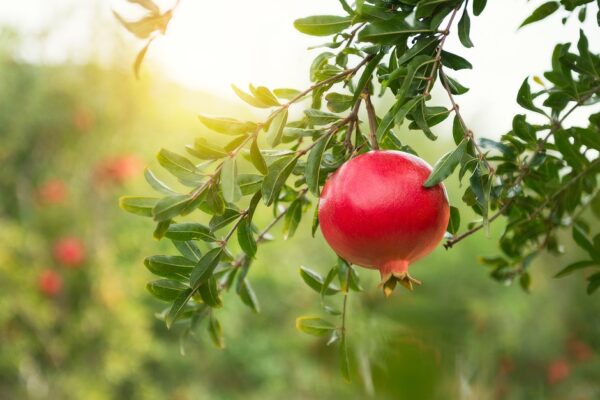 “JD Son Seeds Company” Pomegranate Trees: 25 Seeds to Cultivate Garden Paradise