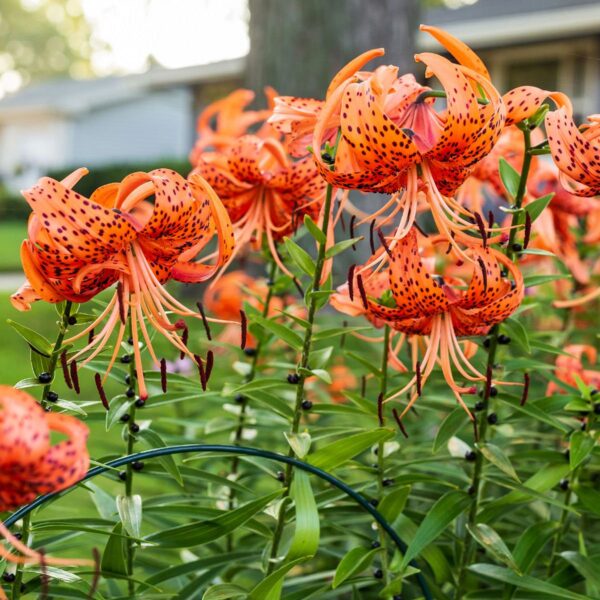 “JD Son Seeds Company” Spotted Floral Delight: Enhance Your Garden with 15 Leopard Lily California Tiger Lily Seeds