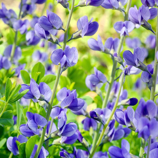 “JD Son Seeds Company” True Blue Beauty: 75 Baptisia Australis Blue Wild Indigo Seeds for Your Garden