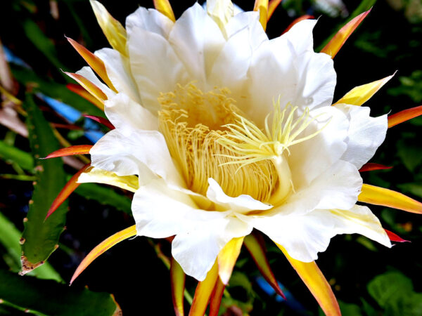 “JD Son Seeds Company” Transform Your Garden into a Pitaya Wonderland Get 25 SEEDS Yellow Dragon Fruit Hylocereus Megalanthus Cactus White Flower Seeds Seeds Here!