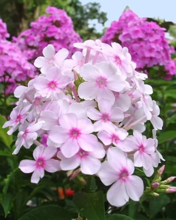 “JD Son Seeds Company” Bursts of Beauty: 125 Pink Drummond Phlox Flower Seeds Available Now!