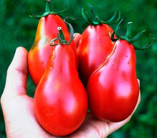 “JD Son Seeds Company” RED Pear Tomatoes: 125 Seeds for a Delicious Garden Harvest