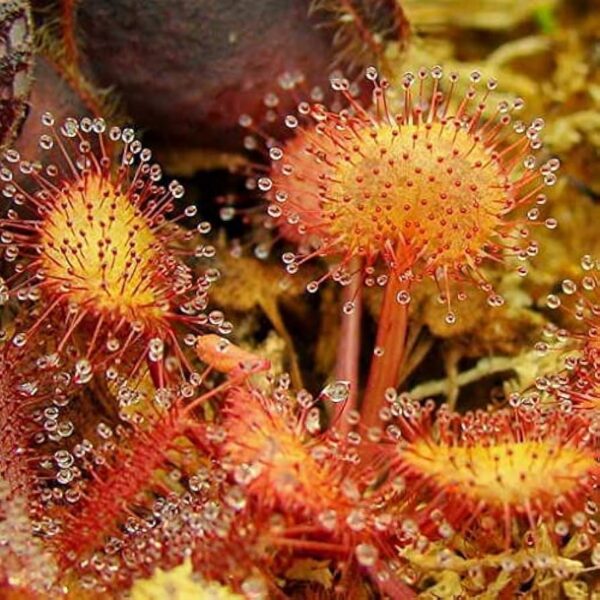 “JD Son Seeds Company” Unleash the Hunter: Grow Your Garden with 20 Carnivorous Sundew Seeds
