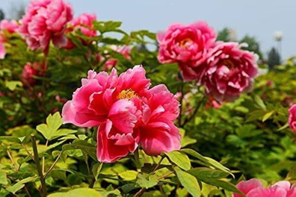 “JD Son Seeds Company” A Burst of Colorful Charm: Sow 15 Tree Peony Mixed Colors Seeds