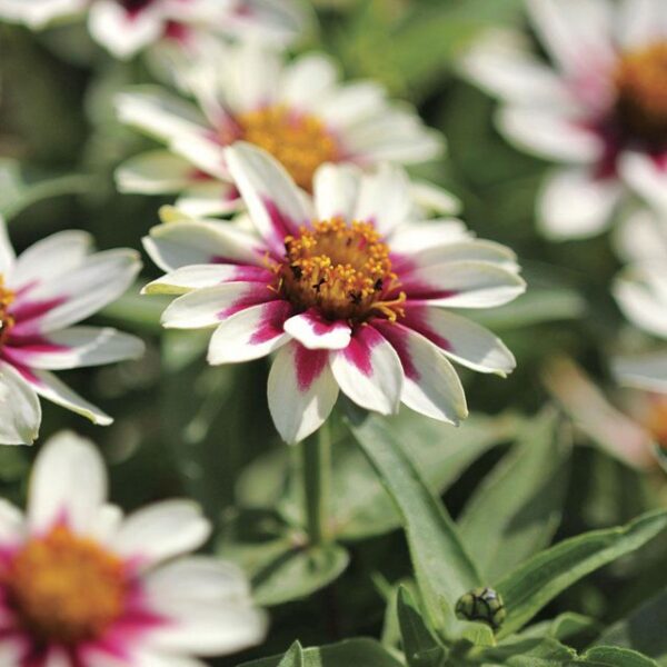 “JD Son Seeds Company” Zinnia Zahara Starlight Rose: 50 Seeds for a Dazzling Garden