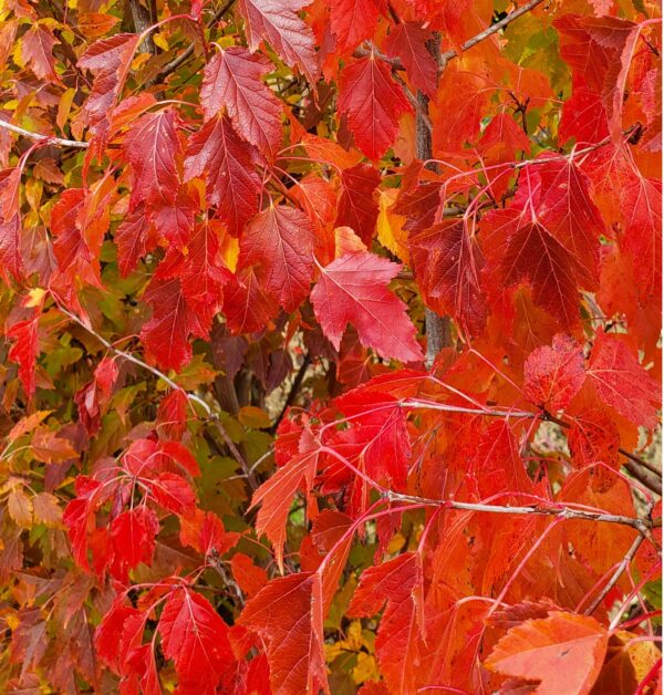 “JD Son Seeds Company” Amur Flame Maple Trees: 125 Seeds for Majestic Garden Shades