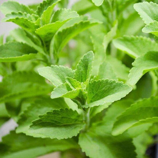 “JD Son Seeds Company” Grow Your Own Sweetleaf: Plant 75 Stevia Rebaudiana Sugar Flower Herb Seeds