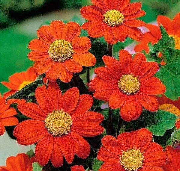 “JD Son Seeds Company” Mexican Sunflower Blaze: Enhance Your Garden with 75 Red-Orange Flower Seeds