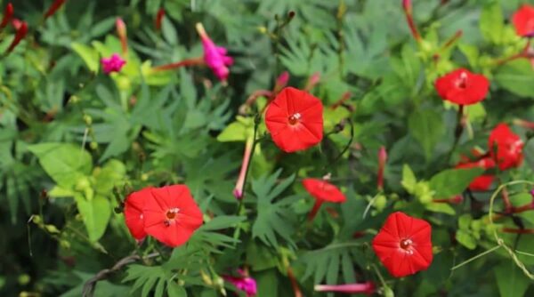 “JD Son Seeds Company” Cardinal Climber’s Delight: Grow with 35 Striking Red Flower Seeds