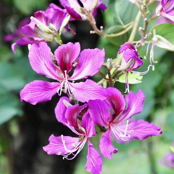 “JD Son Seeds Company” Hummingbird Paradise: Enhance Your Garden with 15 Purple Orchid Tree Seeds